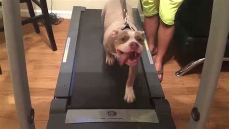 pitbull dog treadmill